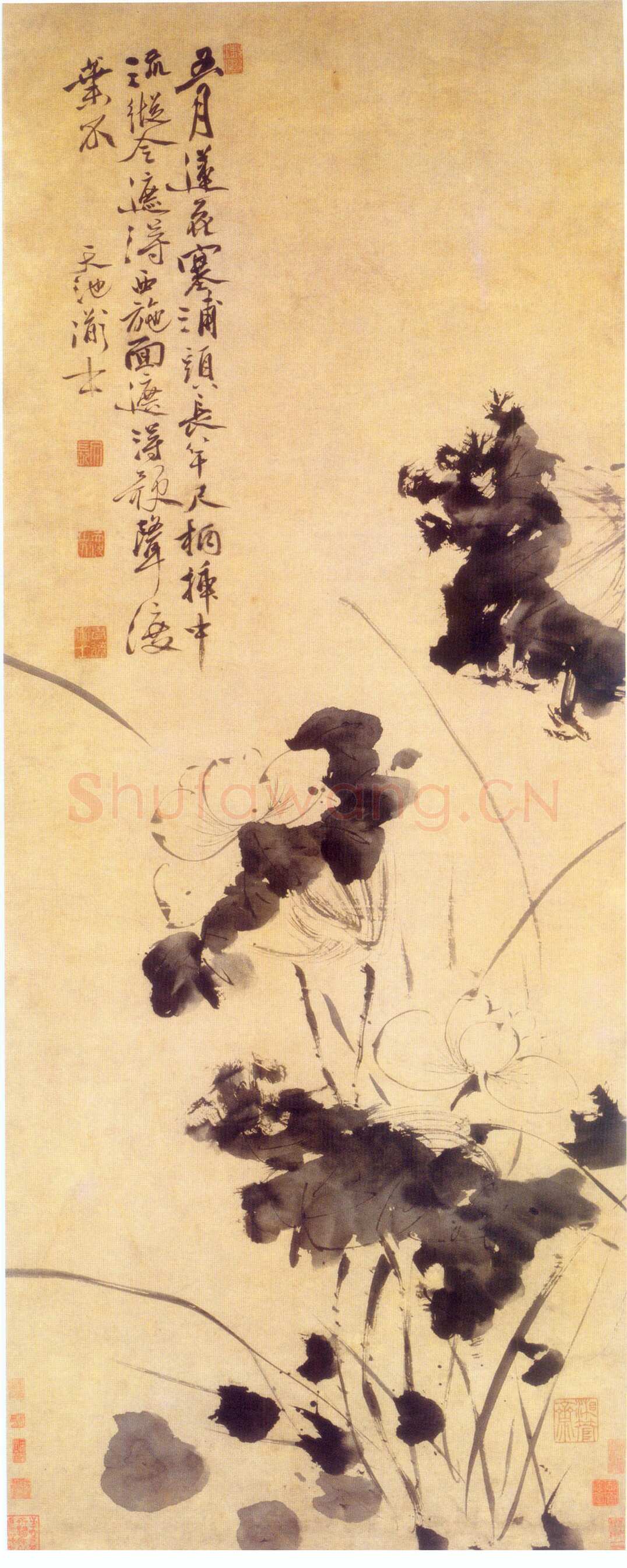 徐渭《五月莲花图》
